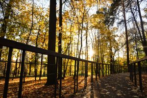 Активные мероприятия в Раменском парке